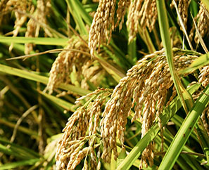 生態(tài)復合肥